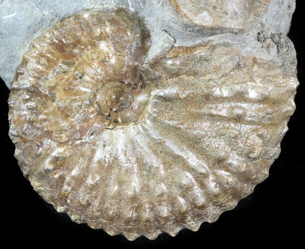 Hoploscaphites (Jeletzkytes) Ammonite Cluster- South Dakota #46865